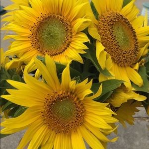 Meet your Posher, Karlee